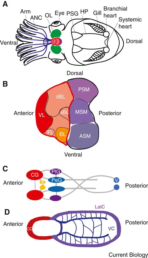 Evolution Of Cephalopod Nervous Systems Current Biology