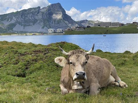 Vacas En Los Prados Y Pastos En Las Laderas Del Valle Alpino Melchtal Y