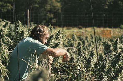 Photo Essay: Cannabis harvest season in the Maritimes | Leafly