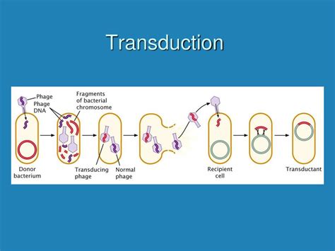 Ppt Gene Transfer In Bacteria And Bacteriophage Powerpoint Presentation Id202812