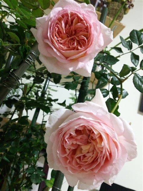 Pin By On Roses Perfect Beautiful Flowers Flowers Rose