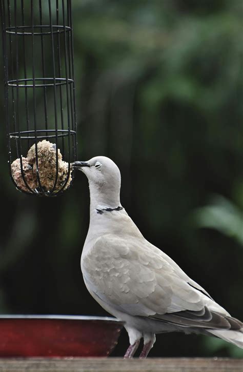 Bird Feeder Photos, Download The BEST Free Bird Feeder Stock Photos & HD Images