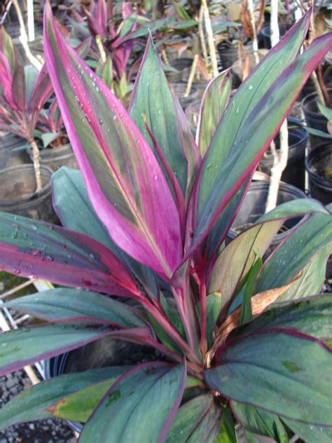 Polynesian Produce Stand Colorful Purple Prince Ti Live Plant