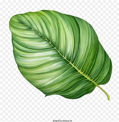 Tropical Daun Hijau Daun Tanaman Tropis Gambar Png