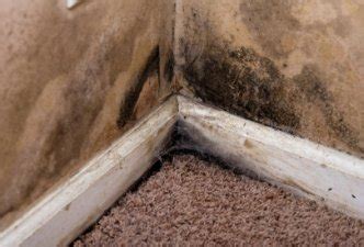 Carpet Water Damage Mold .......Can The Carpet Be Saved?