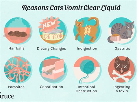 What It Means When Your Cat Is Vomiting Clear Liquid