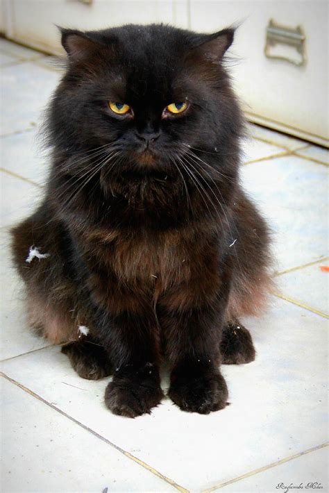 Black Persian Cat Black Persian Cat Raghu Mohan Flickr