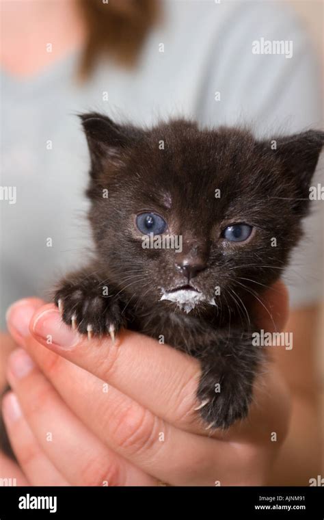 A 4 Week Old Kitten Abandoned In A Garden And Rescued Is Looked After