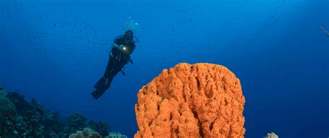 Boot Düsseldorf 2024 in Germany Showcases Diving in Curaçao