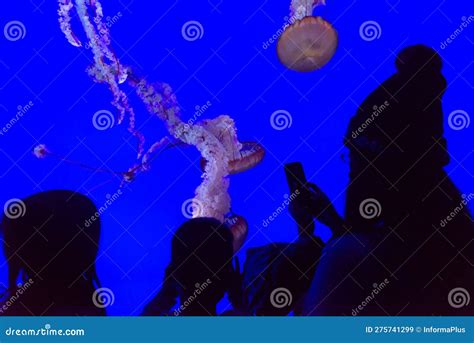 Visitors Watching Jellyfish in Toronto Ripley S Aquarium Editorial ...