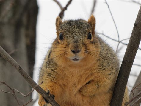 Fluffy Squirrel By Skidznet On Deviantart