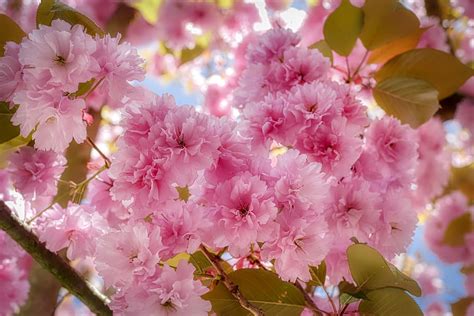 HD wallpaper: almond tree, blossom, bloom, branches, spring, nature ...