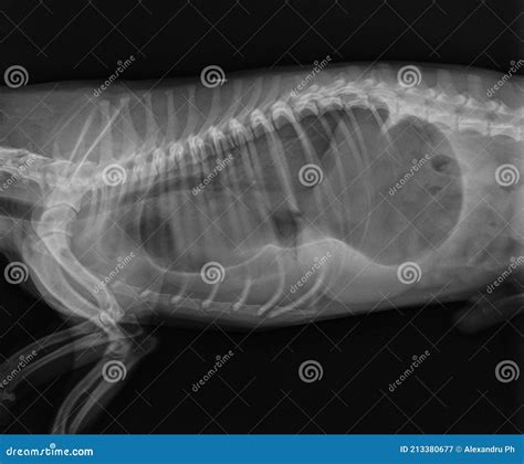 Dog X Ray. Diaphragmatic Hernia in Dog. Stomach Herniated in the Thorax Stock Image - Image of ...