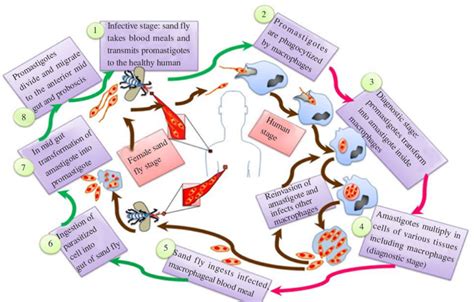 Life Cycle Of Leishmania Parasite Download Scientific Diagram