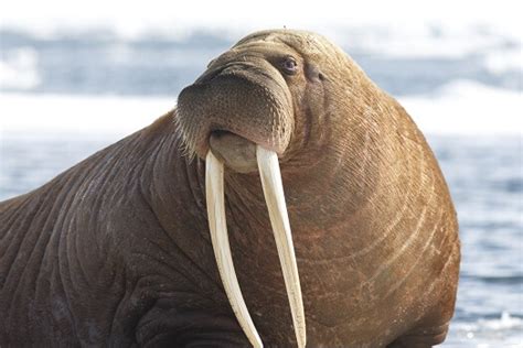 Walrus - Facts and Beyond | Biology Dictionary