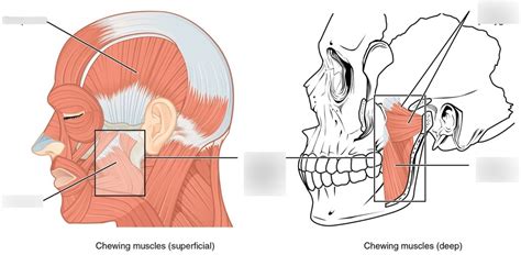 Muscles of the mouth Diagram | Quizlet