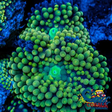 Green Florida Ricordea Mushroom Corals Anonymous