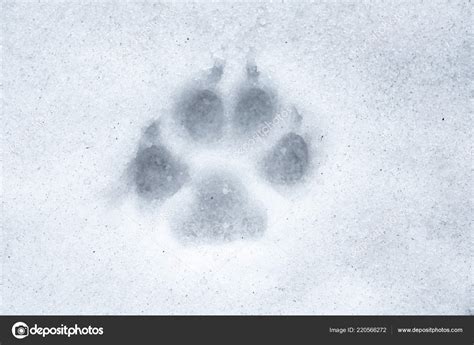 Close View Paw Print Snow — Stock Photo © fotolubitel2017 #220566272