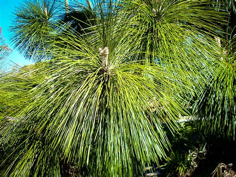 Longleaf Pine Trees For Sale Online | The Tree Center™