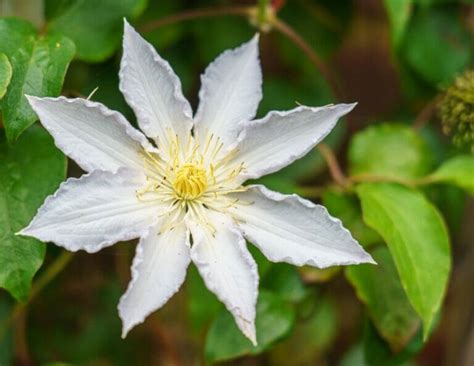 10 Popular Clematis Varieties For Beautiful Garden Displays - Petal ...