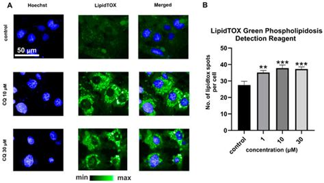 IJMS Free Full Text Chloroquine Induced Accumulation Of