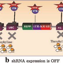 Schematic diagram of the function of the gene regulatory network. (a ...