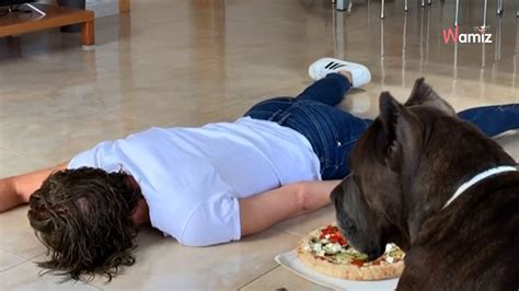 Elle s étouffe avec une pizza la réaction de son Cane Corso est