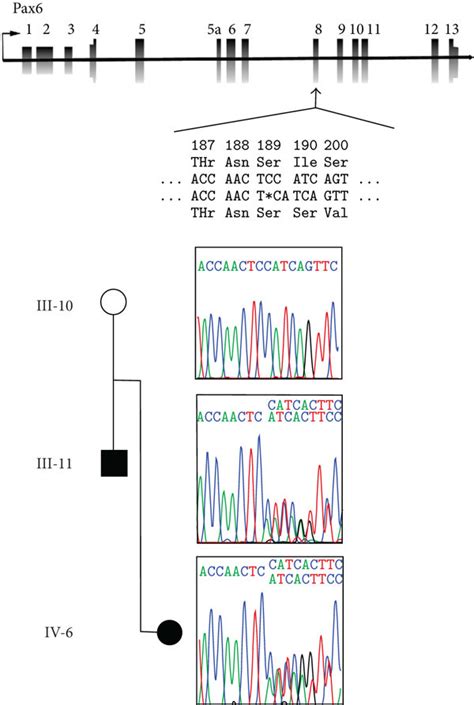 Sequencing Confirming Pax6 Frameshift Mutation Schematic Of Pax6 Gene