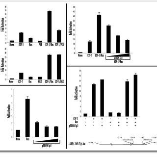 Mapping The E2F1 Responsive Regions In The P14 ARF Promoter A A