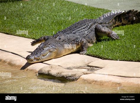 Crocodile at Steve Irwins's Zoo, Home of the crocodile hunter Stock ...