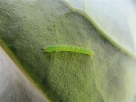 Cabbage Worms How To Identify And Get Rid Of Cabbageworms The Old