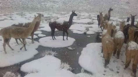 Heladas En El Per Por Qu Ocurren Y Cu Nto Da O Le Hacen A La Sierra