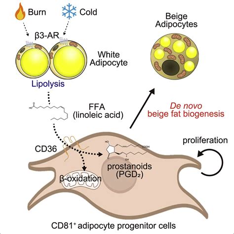 Lipolysis Derived Linoleic Acid Drives Beige Fat Progenitor Cell