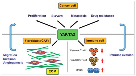 Ijms Free Full Text Yap Taz Signaling As A Molecular Link Between