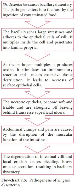 Shigella Dysenteriae Dysentery Bacillus Morphology Cultural