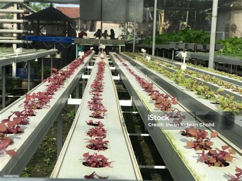 Seedling Red Spinach Or Chinese Spinach Growth With Hydroponics Method