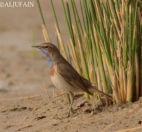 White Spotted Bluethroat The Bluethroat Luscinia Svecica Flickr