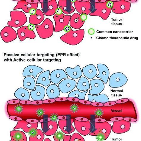 Schematic Illustrating The Passive Cellular Targeting Epr Effect And