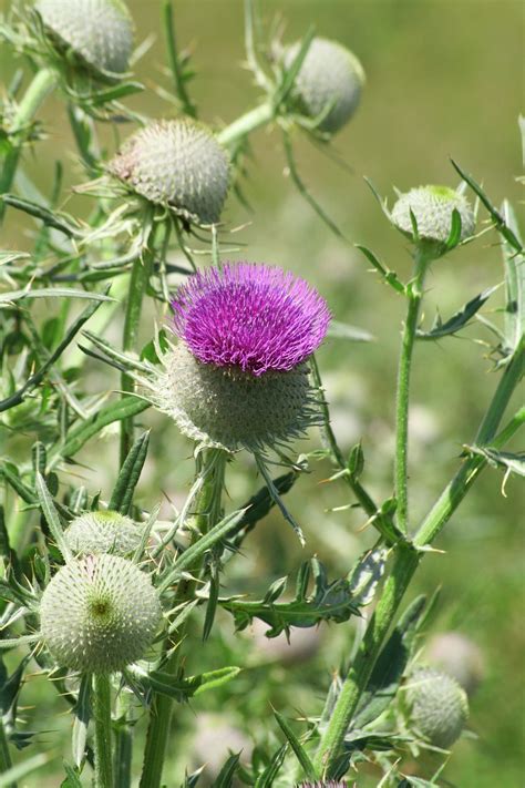 Чертополох Фото И Описание Магические Свойства – Telegraph