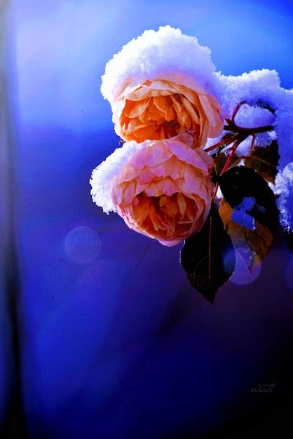 Premium Photo Close Up Of Ranunculus Flowers Blooming Outdoors