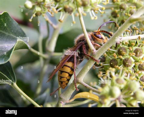 Hornet Animal Hi Res Stock Photography And Images Alamy