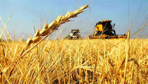 TRIGO ÚLTIMO MES DE LA VENTANA DE SIEMBRA Más Campo Periodismo