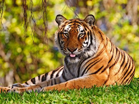 True Colors Of India Royal Bengal Tiger