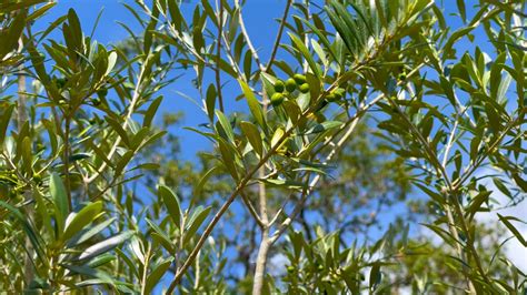 The Olive Grove On Floridas Adventure Coast Brooksville Weeki Wachee