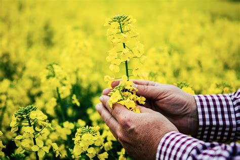 The Next Generation Of Game Changing Canola Hybrids Pacific Seeds