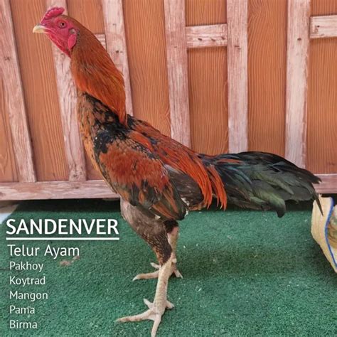 Jual Ayam Bangkok Pakhoy Super Brutal Ekor Lidi Telur Fertil Mangon Ori