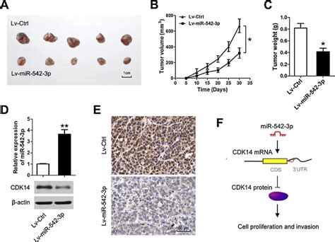 Mir 542 3p Inhibits Tumor Growth In Vivo A Photographs Illustrated