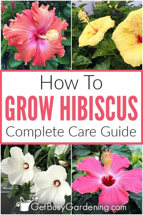 A Complete Guide To Growing Hibiscus