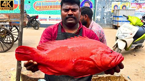 KASIMEDU SPEED SELVAM RARE TOMOTO GROUPER FISH CUTTING IN