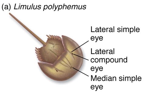 Eye Research - The Horseshoe Crab